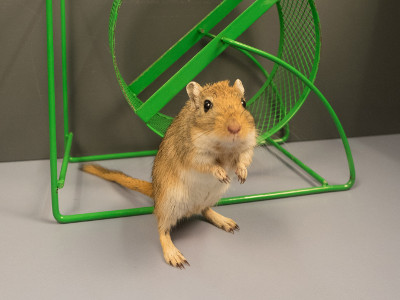 A gerbil in front of its wheel